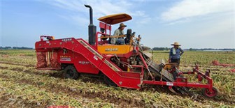 Zkuk tal-Qtugħ tal-Ħsad tat-tewm li jimxu waħedhom
